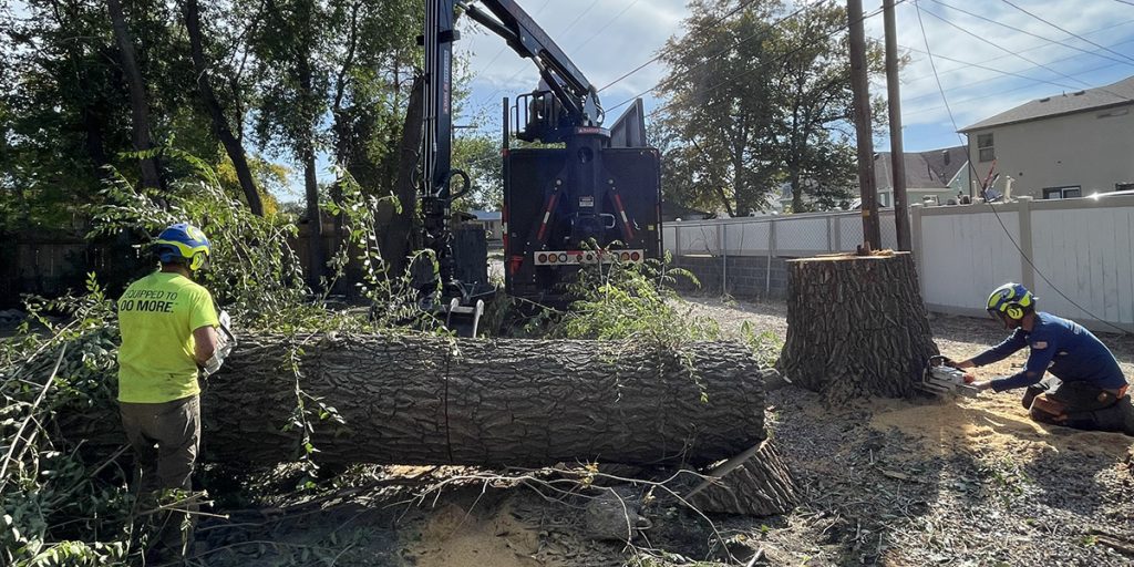 Strategic tree removal to increase your property value 